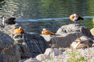 Angut Brahminy ördek bilinen, bir parkta olduğunu.