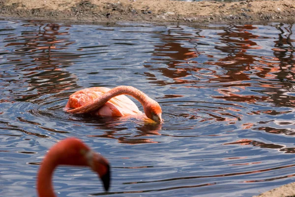 Пара розовых фламиго с самцом над самкой у пруда — стоковое фото