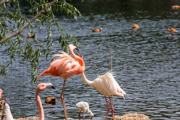 Erkek dişi bir gölet yukarıda ile pembe Flamigoes çifti