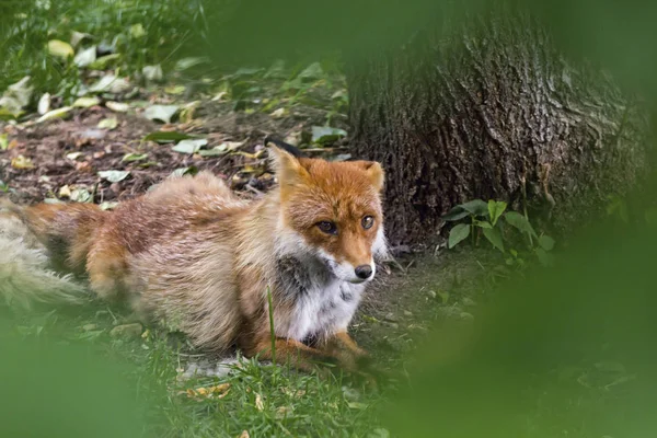 Zorro Rojo Durmiente, Vulpes Vulpes, en Hokkaido, Japón — Foto de Stock