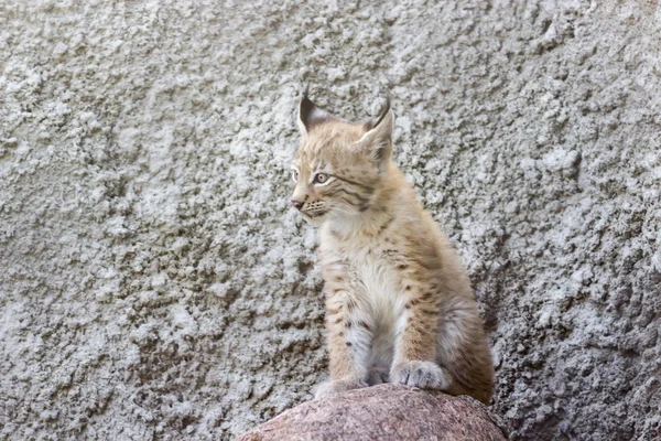 A cub of the northern lynx, is played on the steps, an abandoned building in Siberia — Stock Photo, Image
