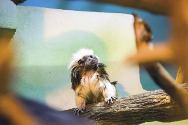 Pamuk-üst tamarin ararken