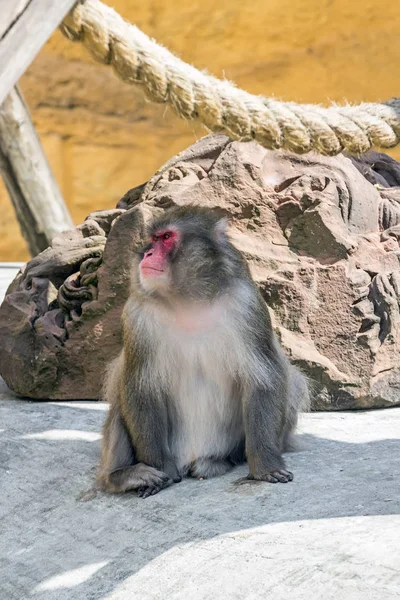 Japanese macaque in the north of Honshu near residential buildings Stock Picture