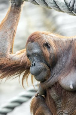 Endonezya orman orangutan
