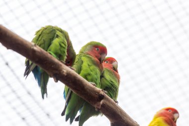 Turuncu kanatlı amazon Canaima Ulusal Parkı Venezuela Güneydoğu