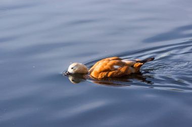 Angut Brahminy ördek bilinen, bir parkta olduğunu.