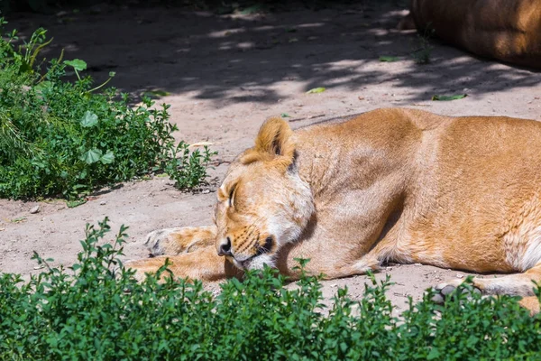 Ein weißes Löwenweibchen schläft, — Stockfoto