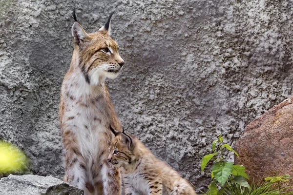 Kuzey Lynx ile Sibirya'da bir meteoroloji istasyonu harabeye bir damızlık dişi