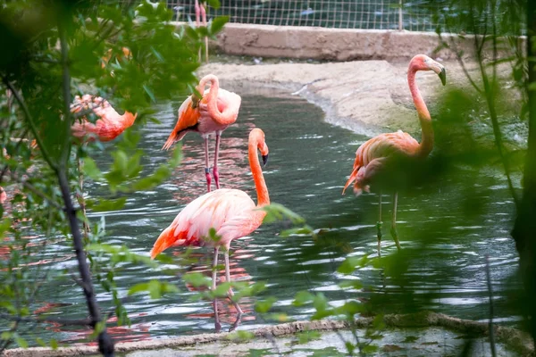Pair of pink Flamigoes with male above female at a pond Stock Image