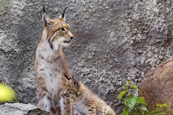 A female of the northern lynx with a brood, in the ruins of a meteorological station in Siberia Stock Image