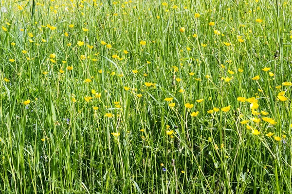 Campo de verão com grama suculenta alta e copos de manteiga amarelos altos — Fotografia de Stock