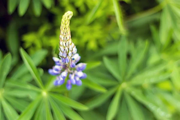 Verano Flores de campo, buttercups, forget-me-nots, espinas, hierba jugosa alta — Foto de Stock