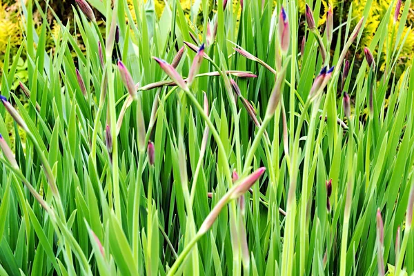 Sommaren sätter blommor, smörblommor, förgätmigej, törnen, hög saftigt gräs — Stockfoto