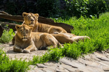 aslan gurur avcılık sonra aittir