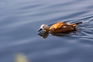 Angut Brahminy ördek bilinen, bir parkta olduğunu.