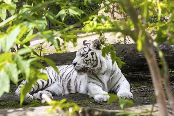 Seltenes weißes Tiger-Porträt — Stockfoto