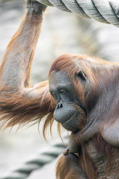 orangutan in the jungle of indonesia