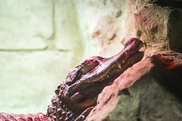 Spectacled caiman, Caiman crocodilus, single animal head shot, Brazil