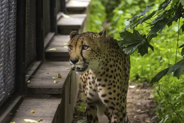 Leopard im Puma-Käfig — Stockfoto
