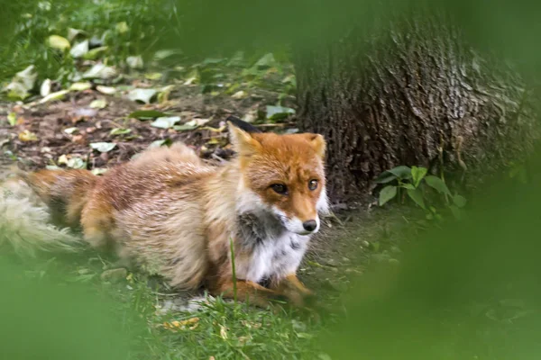 Zorro Rojo Durmiente, Vulpes Vulpes, en Hokkaido, Japón — Foto de Stock