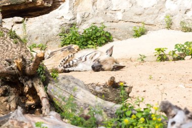 Çizgili sırtlan dinlendikten sonra gece avcılık