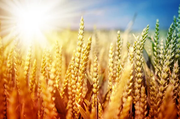 Primo piano del campo di grano — Foto Stock