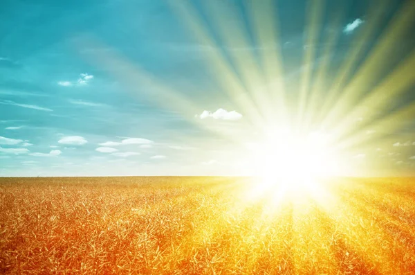 Coucher de soleil sur le champ de blé — Photo