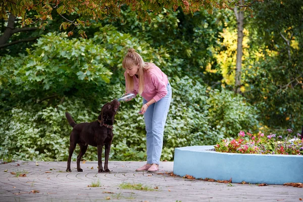 köpek sıcak bir günde şişe ile su içer