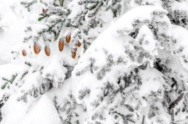 Bir çam kozalakları