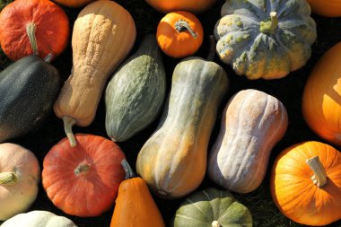Squash ve kabaklar.