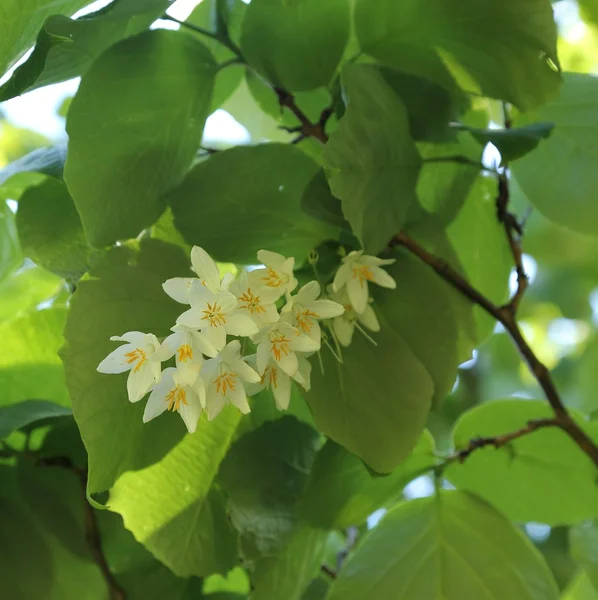 Styrax obassia es una especie nativa de Hokkaido . — Foto de Stock