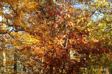 renkli sonbahar orman.