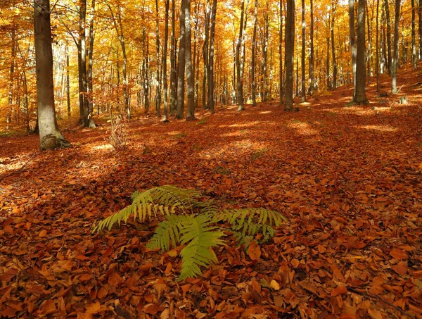 Colorido bosque de otoño . —  Fotos de Stock