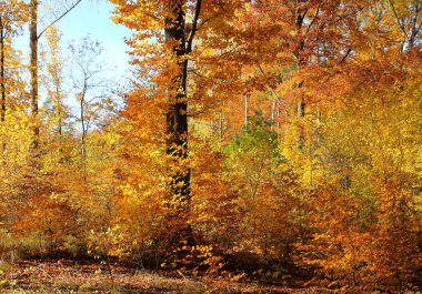renkli sonbahar orman.