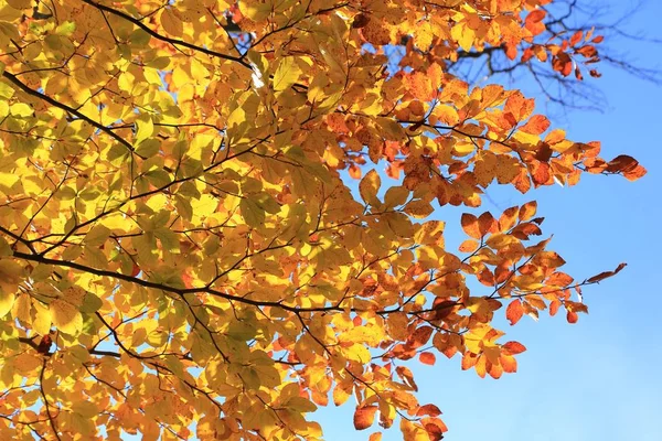 Colorful autumn leaves. — Stock Photo, Image