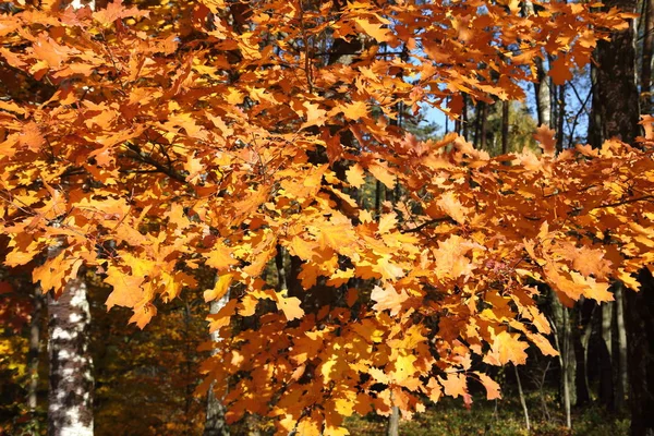 Colorful autumn leaves. — Stock Photo, Image