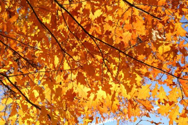 Renkli sonbahar yaprakları.