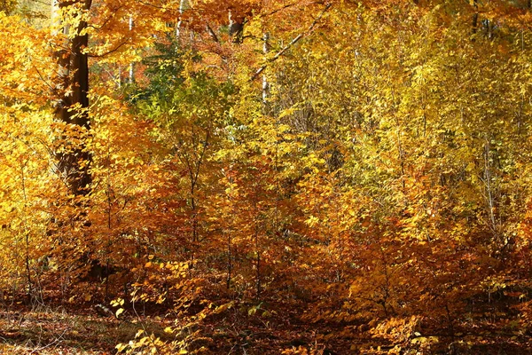 Bosque otoñal colorido y brillante . —  Fotos de Stock