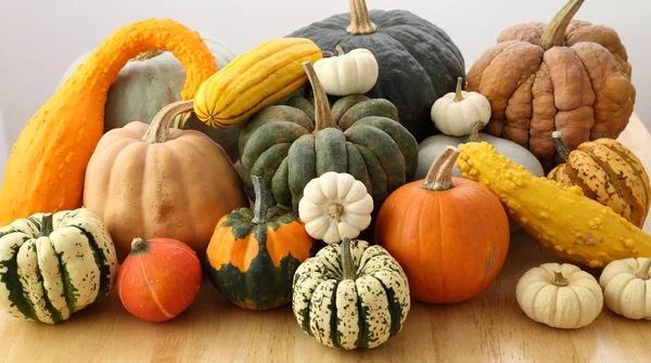 Squash en pompoenen. — Stockfoto