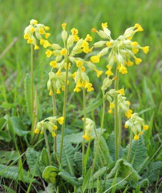 Primula veris, çiçekli bitki.