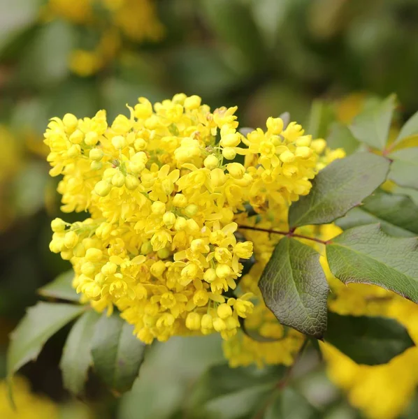 Oregon Grape Clusters Yellow Flowers Blooming Early Spring — Stock Photo, Image