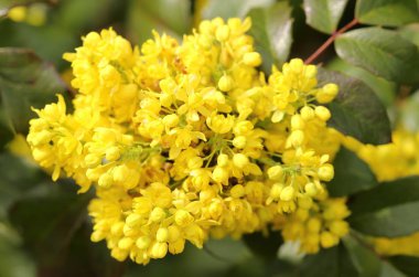 Oregon grape. Clusters of yellow flowers blooming in the early spring. clipart