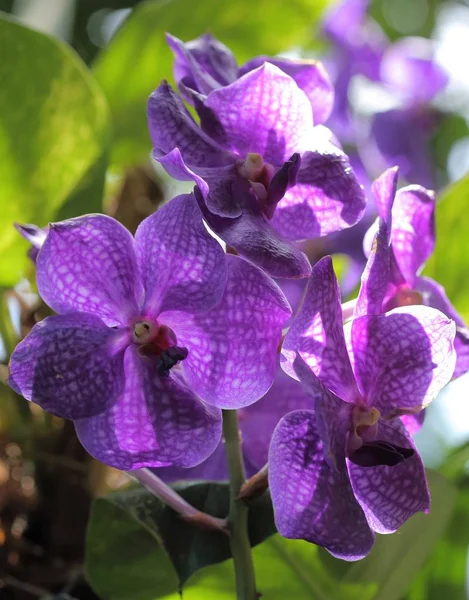 Vanda orchid flower. — Stock Photo, Image