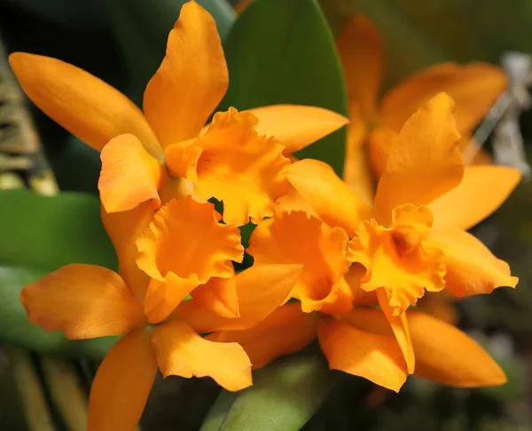Flor de orquídea cattleya . — Fotografia de Stock