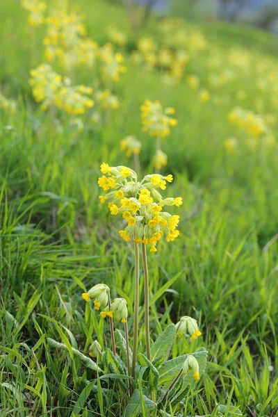 Primula Veris Cowslip Gula Blommande Fabrik Polen — Stockfoto