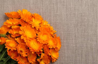 Marigolds turuncu çiçekler.