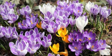 Erken baharda çiğdemler bloom.