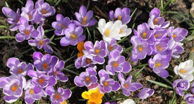 Erken baharda çiğdemler bloom.