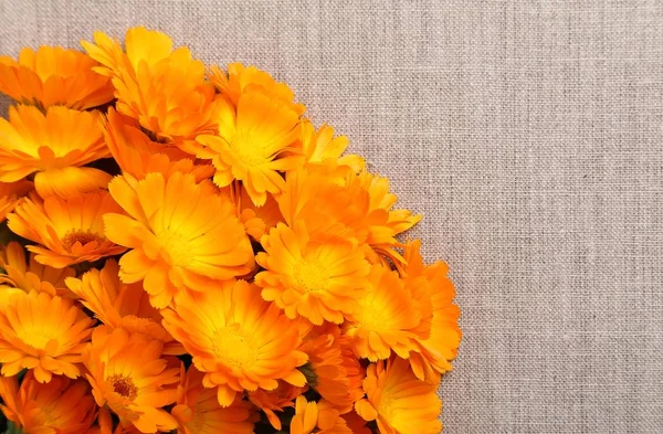 Orange flowers of marigolds. — Stock Photo, Image