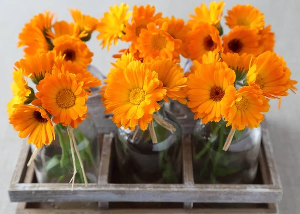 Orange blommor av ringblommor. — Stockfoto